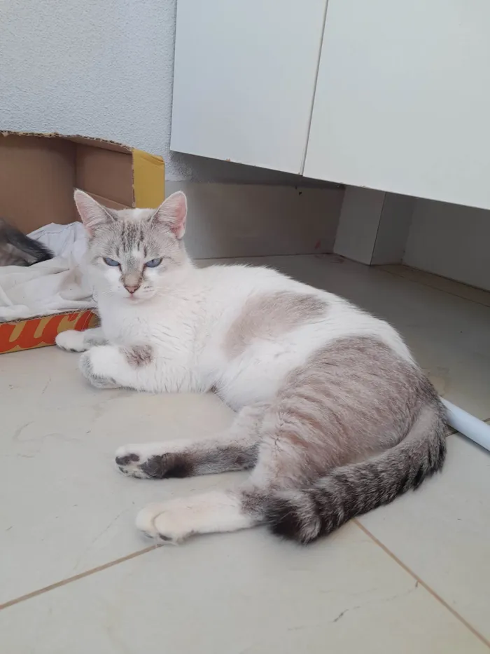 Gato ra a SRD-ViraLata idade 1 ano nome Gatona