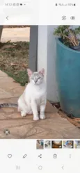 Gatona