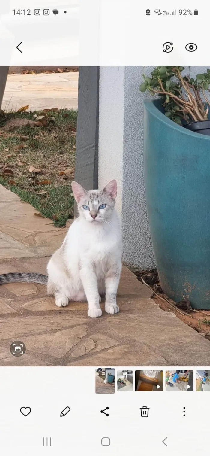 Gato ra a SRD-ViraLata idade 1 ano nome Gatona