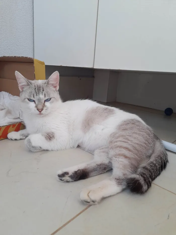 Gato ra a SRD-ViraLata idade 1 ano nome Gatona