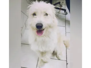 Cachorro raça SRD-ViraLata idade 1 ano nome Snow