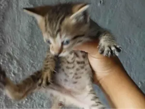 Gato raça SRD-ViraLata idade Abaixo de 2 meses nome Sem nome