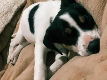 Cachorro raça SRD-ViraLata idade 2 a 6 meses nome Layla