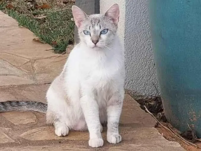 Gato ra a SRD-ViraLata idade 1 ano nome Gatona