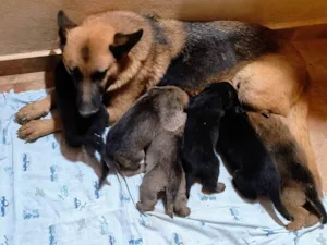 Cachorro raça Pastor Alemão idade Abaixo de 2 meses nome Sem nomes