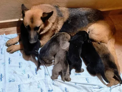 Cachorro raça Pastor Alemão idade Abaixo de 2 meses nome Sem nomes