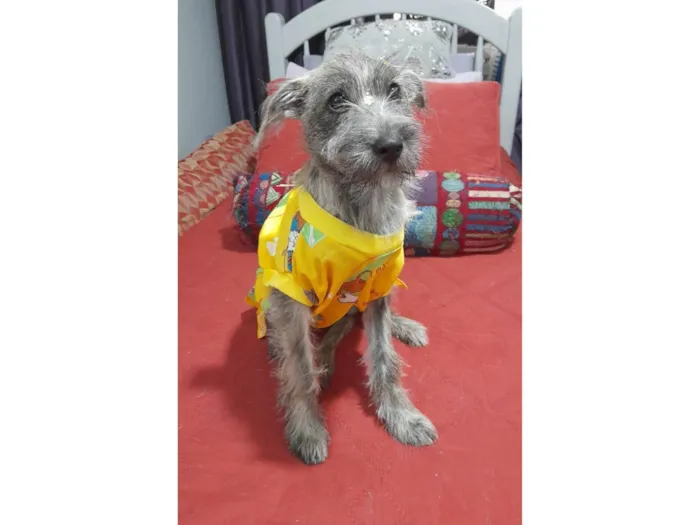 Cachorro ra a SRD-ViraLata idade 2 a 6 meses nome Polly 