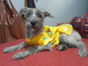 Cachorro raça SRD-ViraLata idade 2 a 6 meses nome Polly 