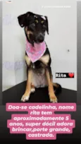 Doa-se cachorra chamada Rita