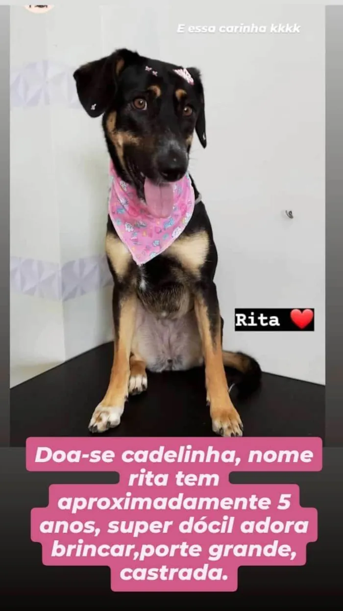 Cachorro ra a SRD-ViraLata idade 4 anos nome Doa-se cachorra chamada Rita