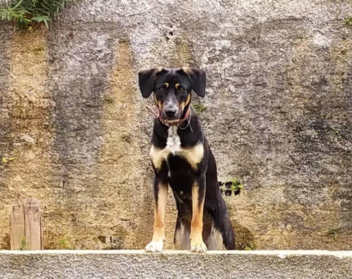 Cachorro ra a SRD-ViraLata idade 4 anos nome Doa-se cachorra chamada Rita