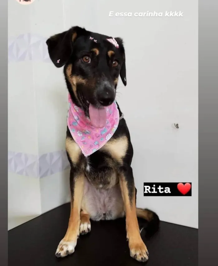 Cachorro ra a SRD-ViraLata idade 4 anos nome Doa-se cachorra chamada Rita