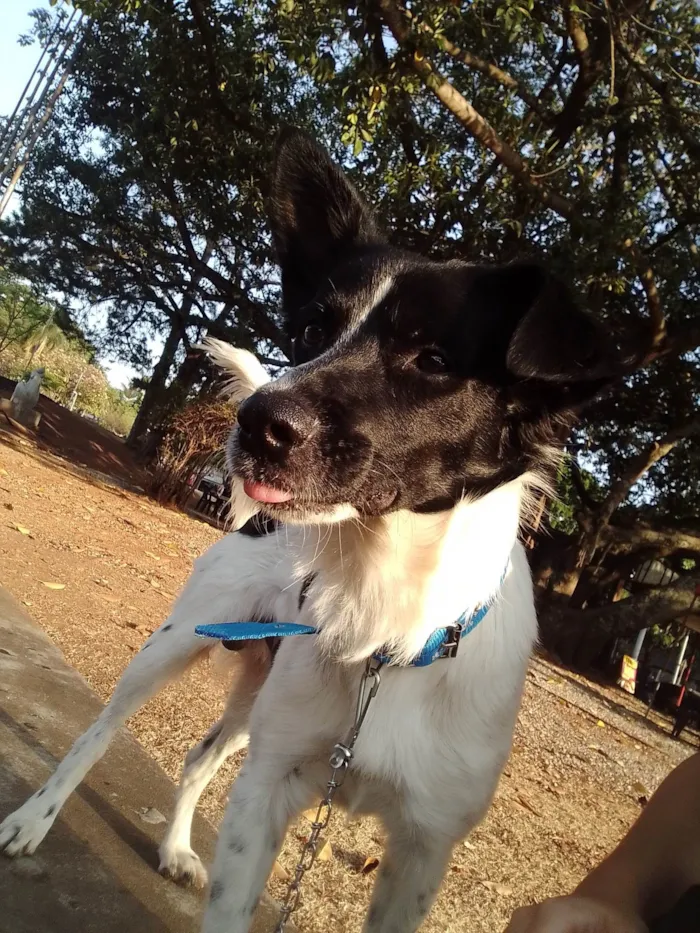 Cachorro ra a SRD-ViraLata idade 1 ano nome Milton