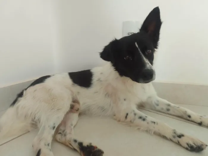 Cachorro ra a SRD-ViraLata idade 1 ano nome Milton