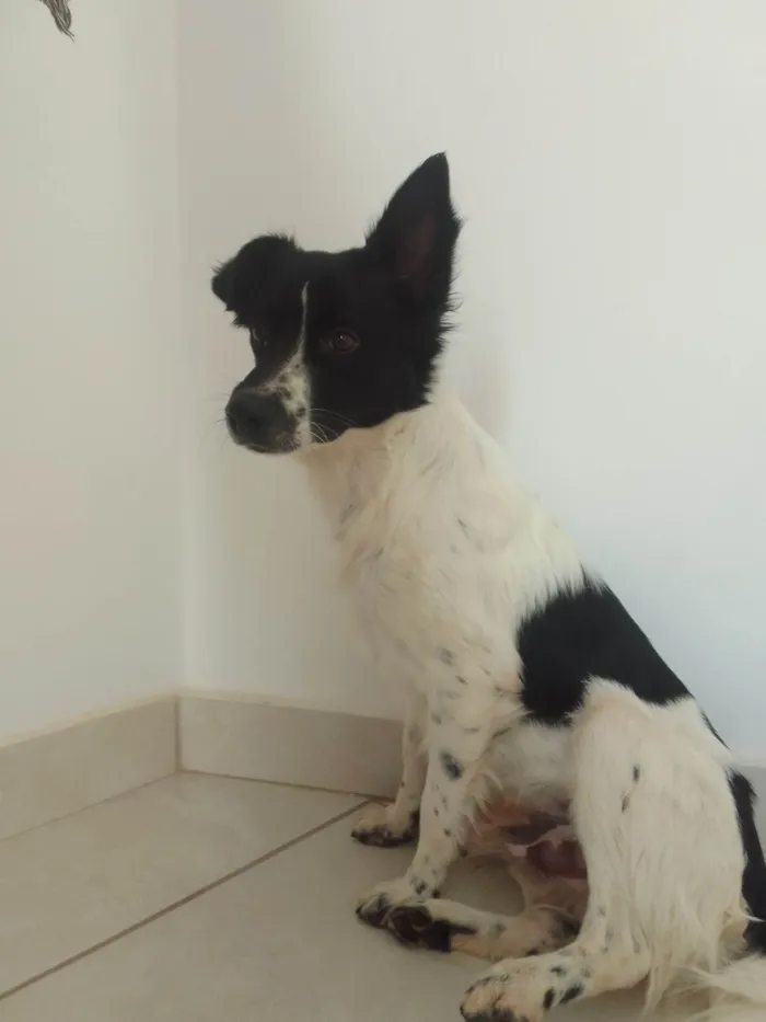 Cachorro ra a SRD-ViraLata idade 1 ano nome Milton