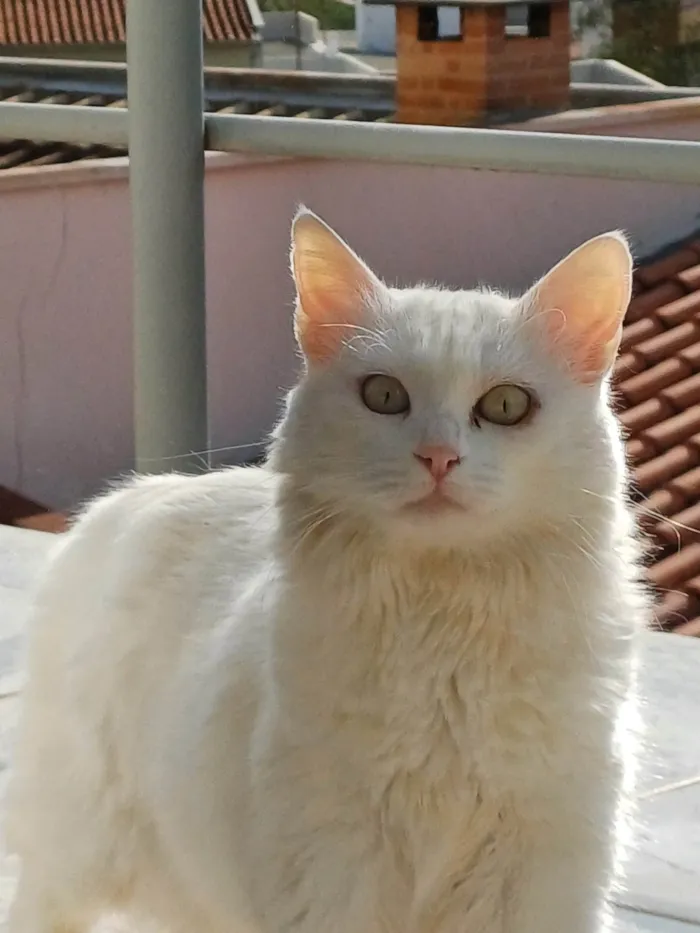 Gato ra a SRD-ViraLata idade 1 ano nome Ainda não  tem nome 