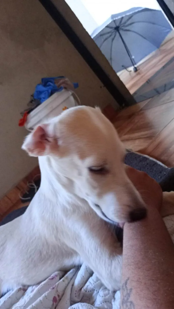 Cachorro ra a SRD-ViraLata idade 1 ano nome San-Dall