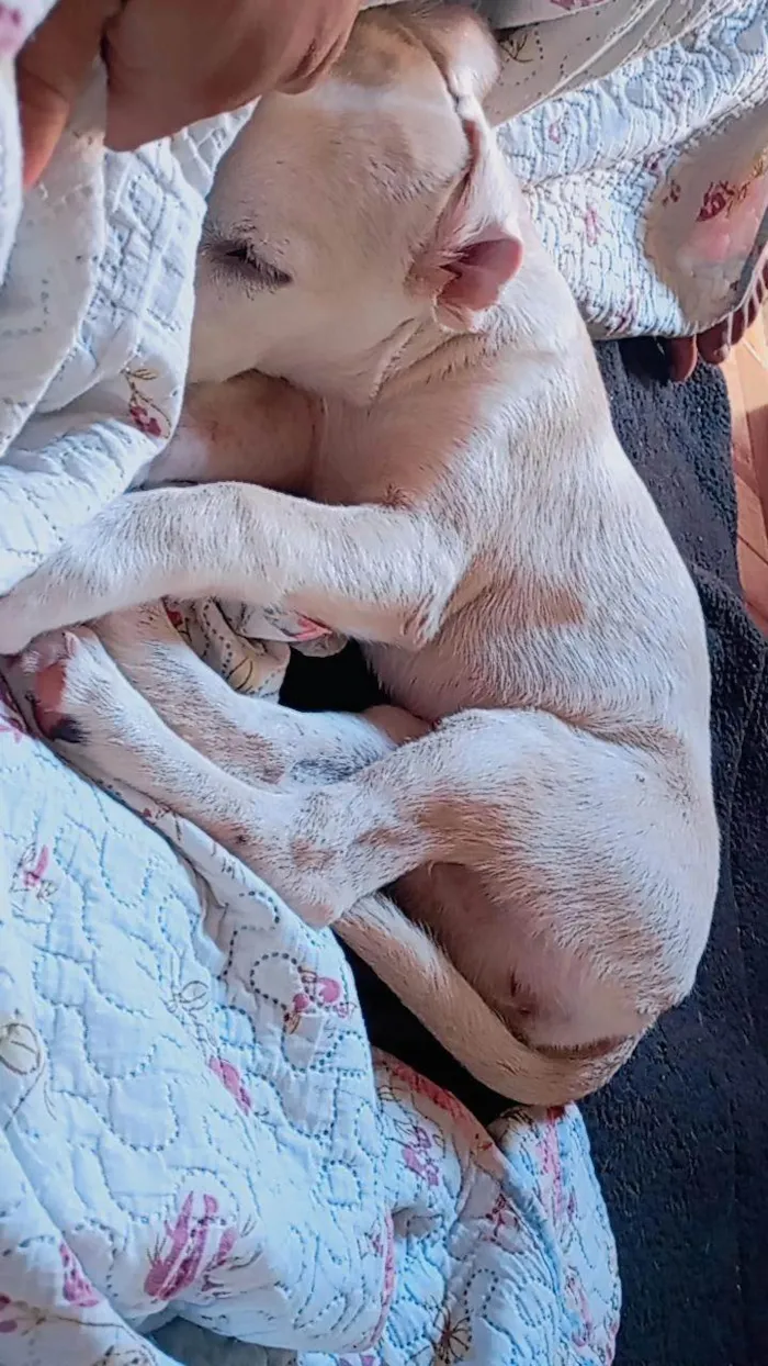 Cachorro ra a SRD-ViraLata idade 1 ano nome San-Dall