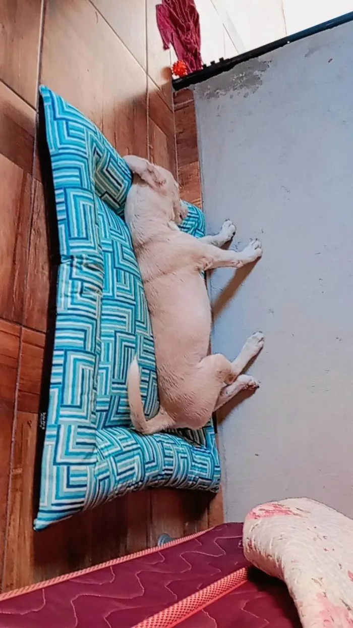 Cachorro ra a SRD-ViraLata idade 1 ano nome San-Dall