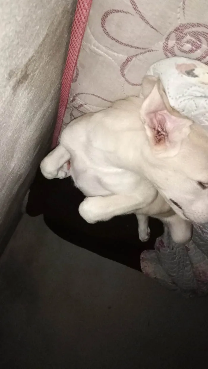 Cachorro ra a SRD-ViraLata idade 1 ano nome San-Dall