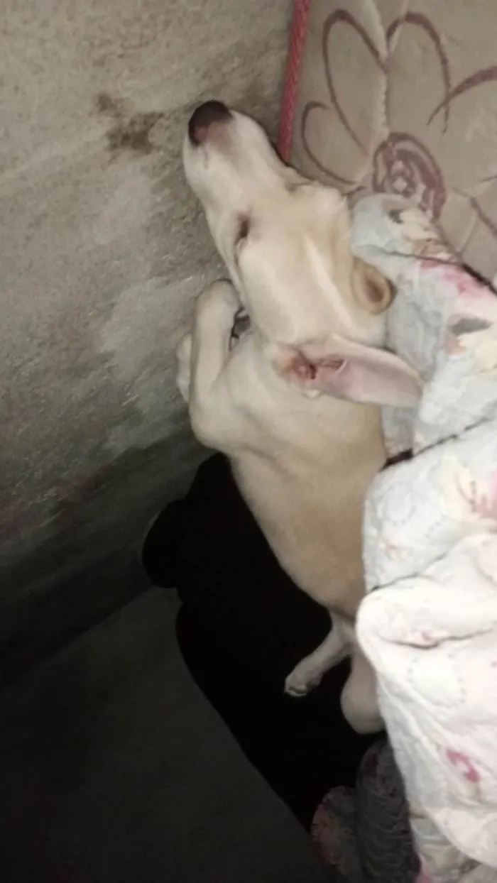 Cachorro ra a SRD-ViraLata idade 1 ano nome San-Dall