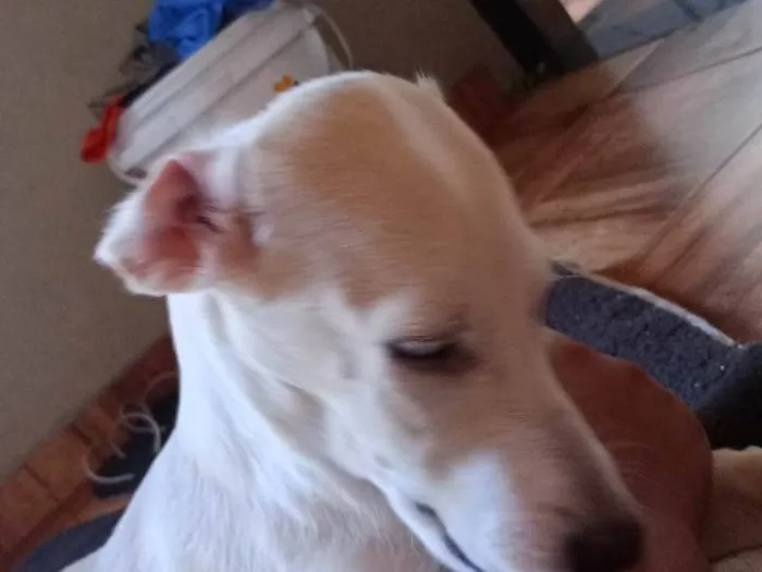 Cachorro ra a SRD-ViraLata idade 1 ano nome San-Dall