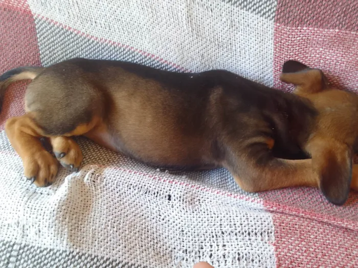 Cachorro ra a Fila idade 2 a 6 meses nome Encontrei esse cachorro na rua