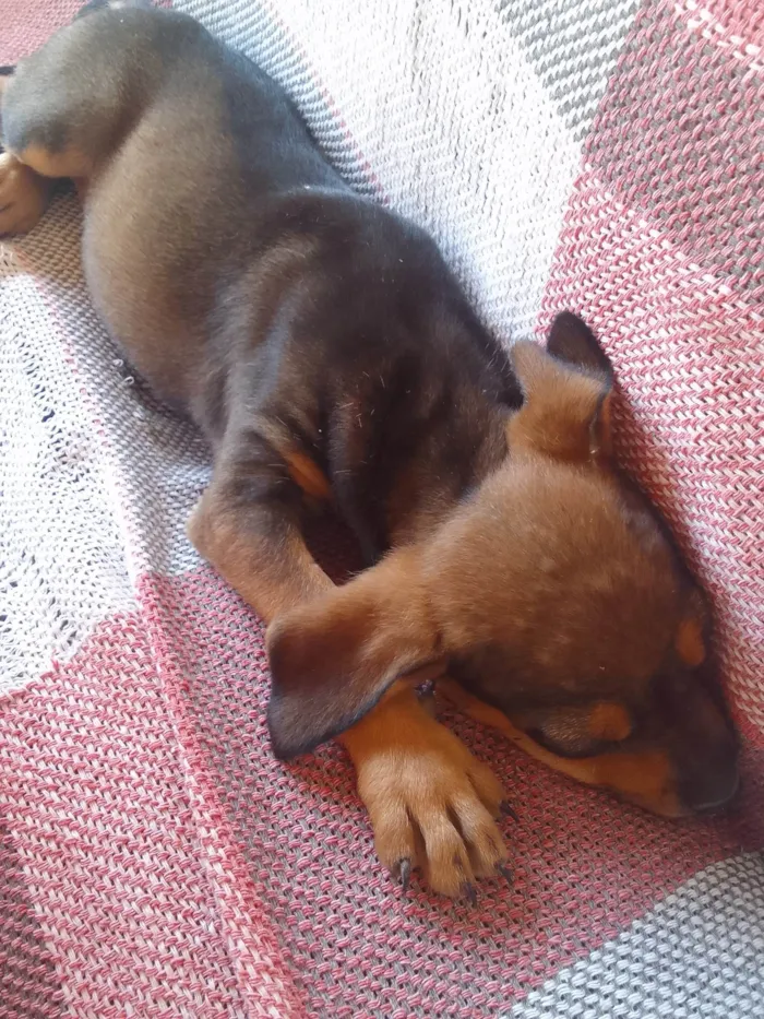 Cachorro ra a Fila idade 2 a 6 meses nome Encontrei esse cachorro na rua