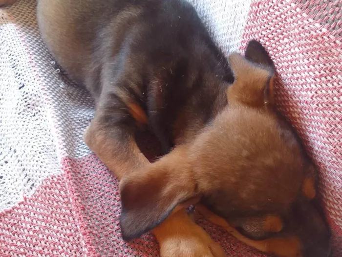 Cachorro ra a Fila idade 2 a 6 meses nome Encontrei esse cachorro na rua