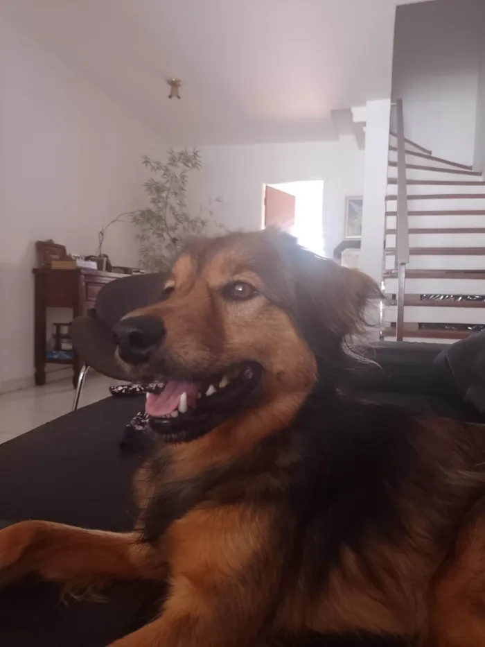 Cachorro ra a SRD-ViraLata idade 2 anos nome Benjamin