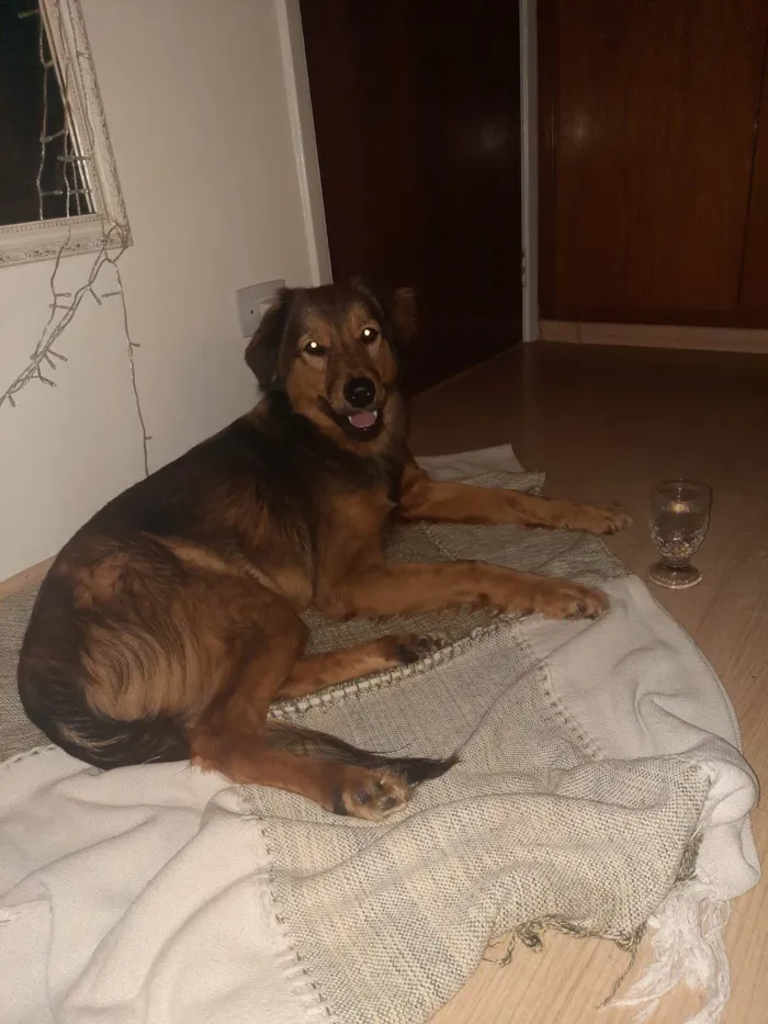 Cachorro ra a SRD-ViraLata idade 2 anos nome Benjamin