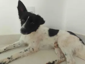 Cachorro raça SRD-ViraLata idade 1 ano nome Milton