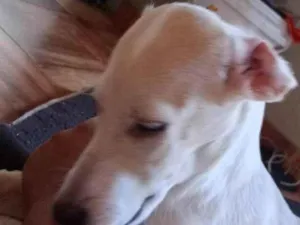 Cachorro raça SRD-ViraLata idade 1 ano nome San-Dall