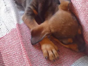 Cachorro raça Fila idade 2 a 6 meses nome Encontrei esse cachorro na rua