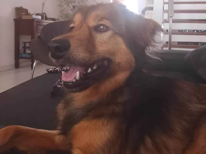 Cachorro ra a SRD-ViraLata idade 2 anos nome Benjamin