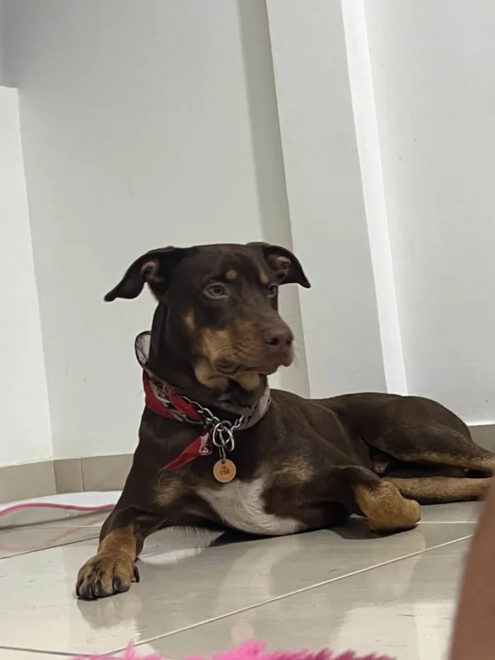 Cachorro ra a SRD-ViraLata idade 1 ano nome Thor