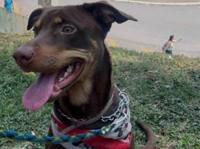 Cachorro raça SRD-ViraLata idade 1 ano nome Thor