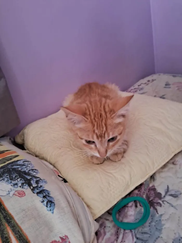 Gato ra a SRD-ViraLata idade 2 a 6 meses nome Simba