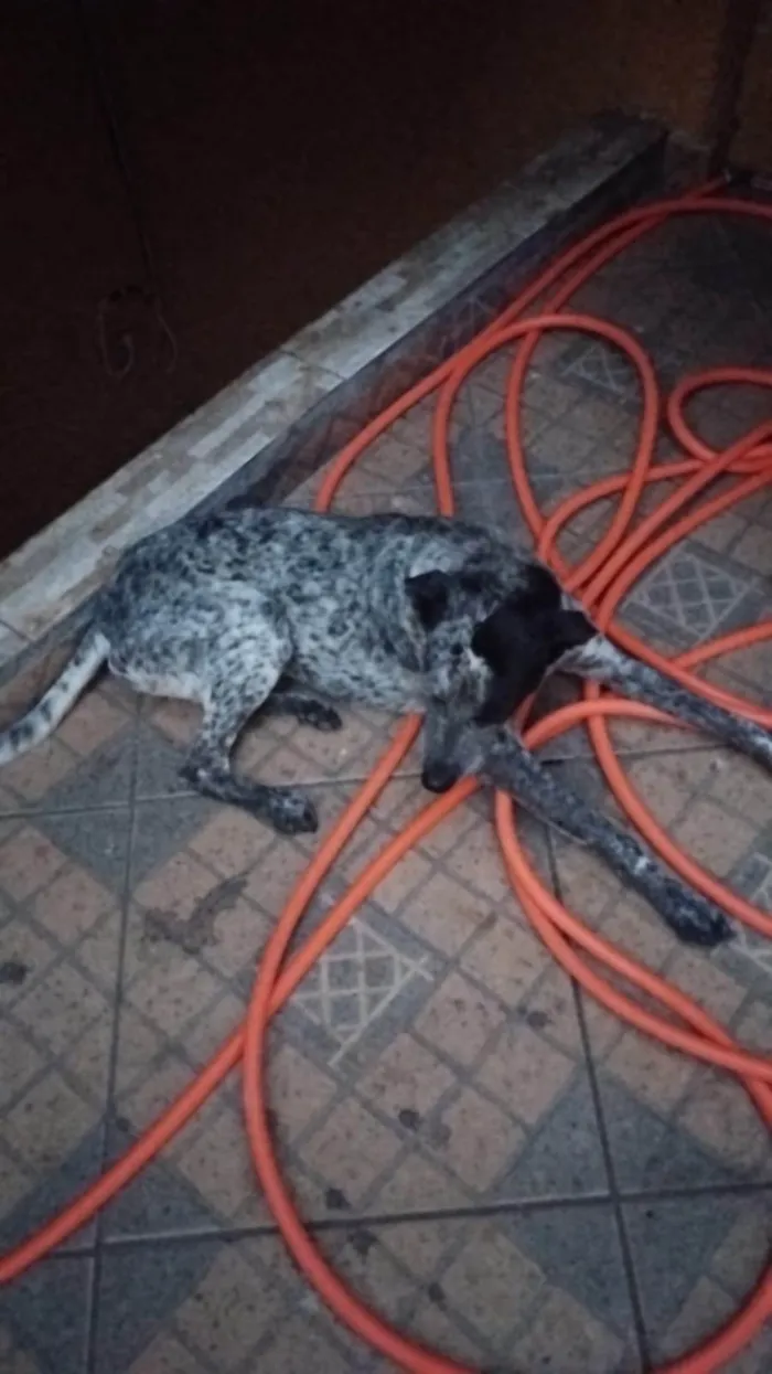 Cachorro ra a SRD-ViraLata idade 3 anos nome Juli 