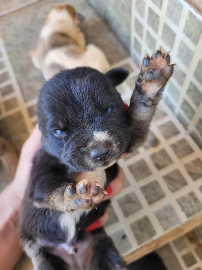 Cachorro ra a SRD-ViraLata idade Abaixo de 2 meses nome não demos nome