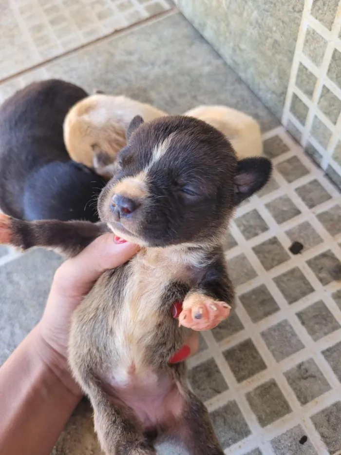 Cachorro ra a SRD-ViraLata idade Abaixo de 2 meses nome não demos nome