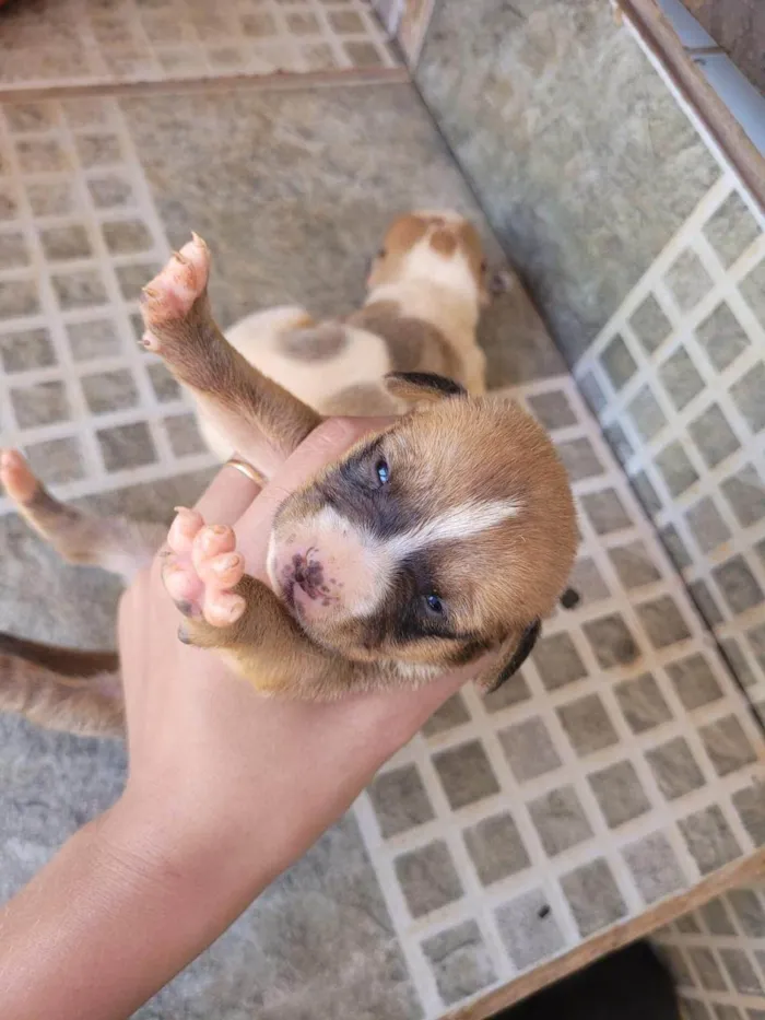 Cachorro ra a SRD-ViraLata idade Abaixo de 2 meses nome não demos nome