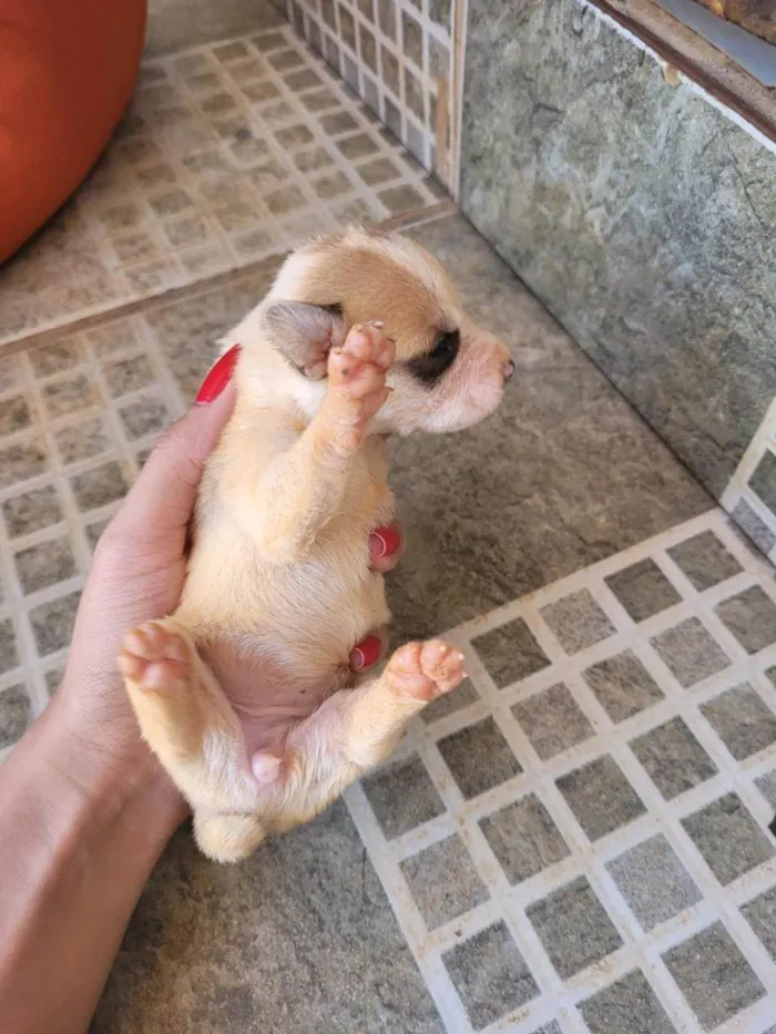 Cachorro ra a SRD-ViraLata idade Abaixo de 2 meses nome não demos nome