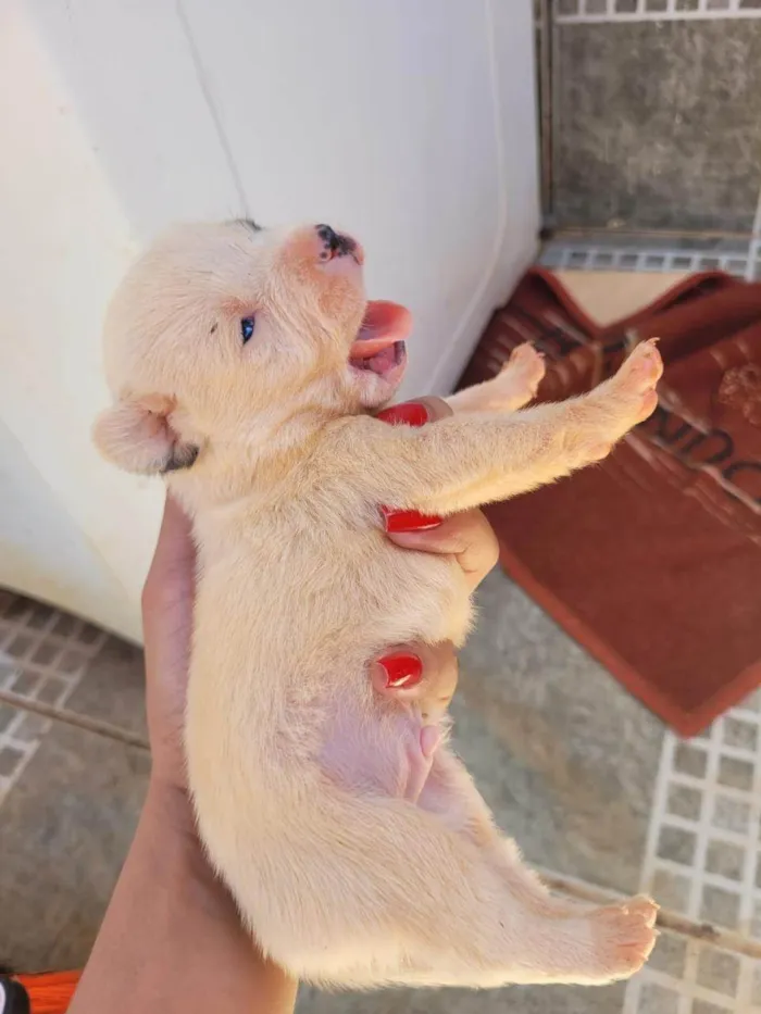 Cachorro ra a SRD-ViraLata idade Abaixo de 2 meses nome não demos nome