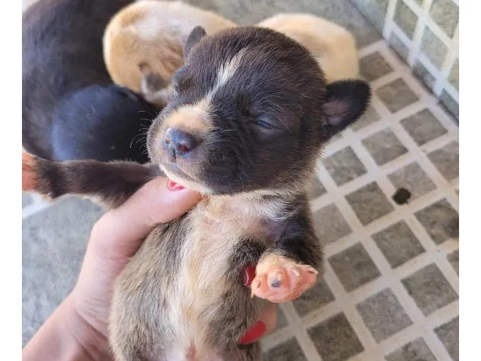 Cachorro ra a SRD-ViraLata idade Abaixo de 2 meses nome não demos nome