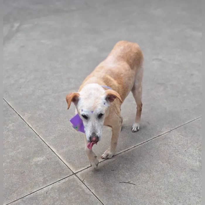 Cachorro ra a SRD-ViraLata idade 6 ou mais anos nome Clarice