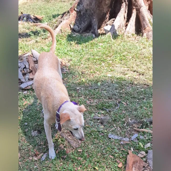 Cachorro ra a SRD-ViraLata idade 6 ou mais anos nome Clarice