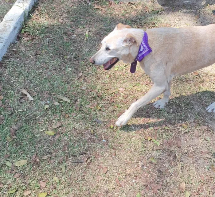 Cachorro ra a SRD-ViraLata idade 6 ou mais anos nome Clarice