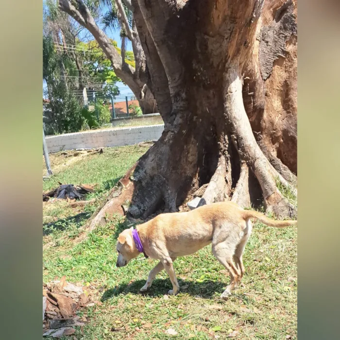 Cachorro ra a SRD-ViraLata idade 6 ou mais anos nome Clarice