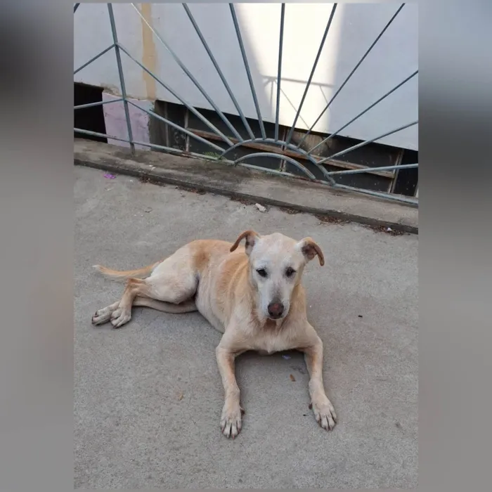 Cachorro ra a SRD-ViraLata idade 6 ou mais anos nome Clarice